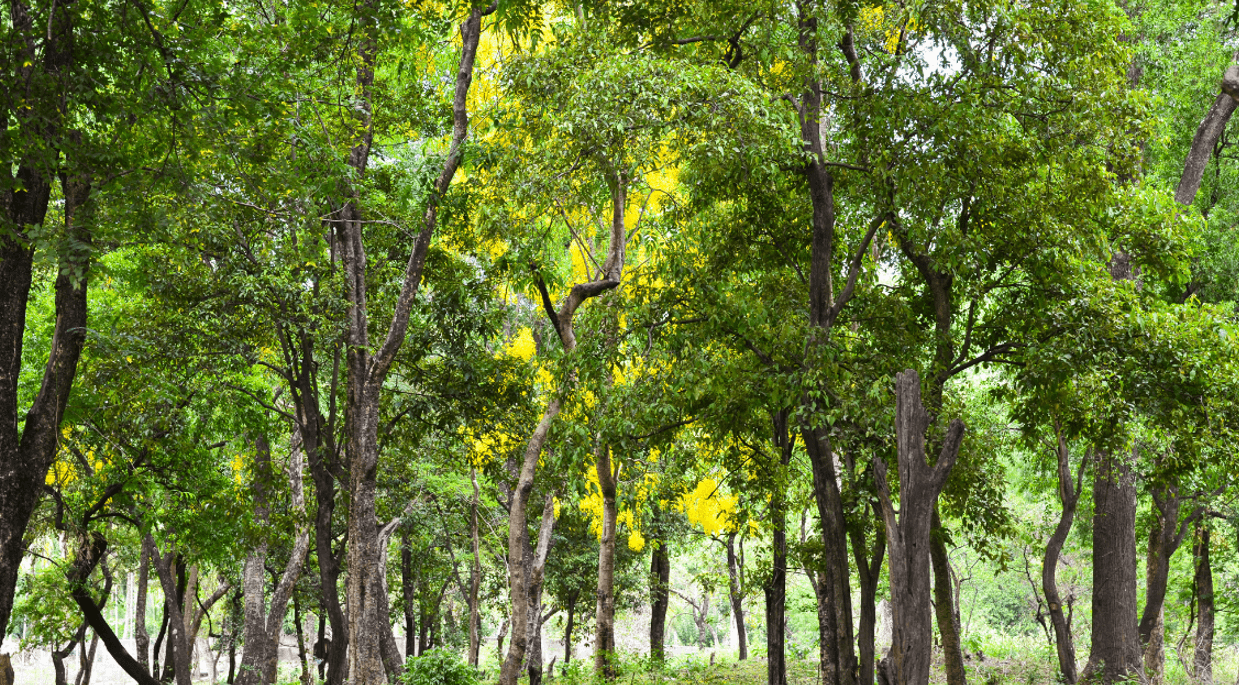 Sandalwood plantation in India, and its potential