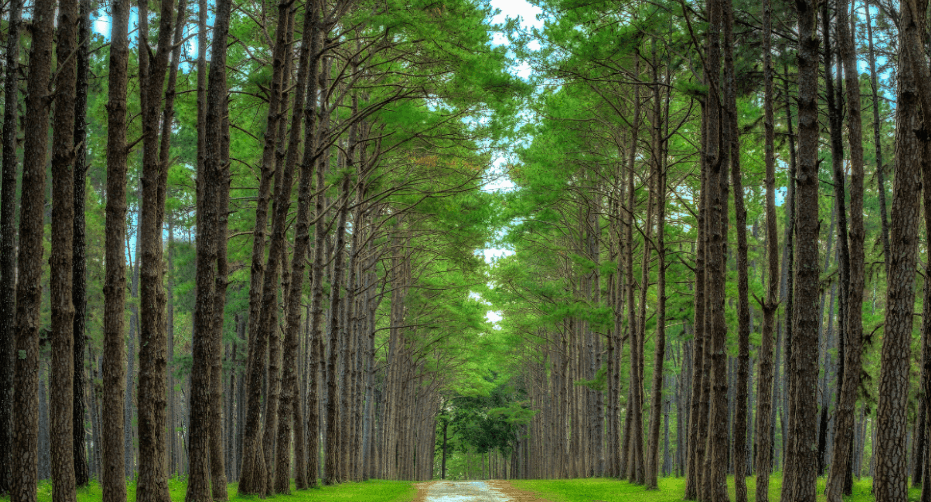 National policy guidelines for agroforestry in India their relevance to Karnataka State